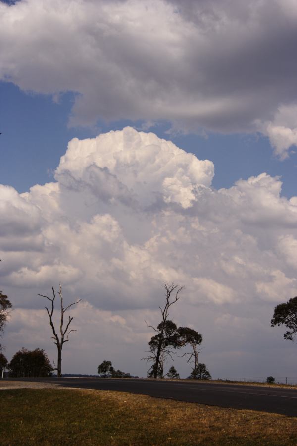 thunderstorm cumulonimbus_calvus : E of Guyra, NSW   27 November 2006