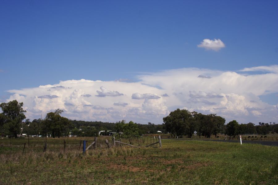 thunderstorm cumulonimbus_incus : Dunedoo, NSW   11 February 2007